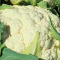Cauliflower Seeds Snowball Y Heirloom Non-GMO Vegetable Seeds 500 Pack Brassica oleracea