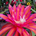 Epiphyllum Glow Bug Epicactus Cutting 8-10 inches Succulent Cactus Plant Propagation Unrooted Houseplant