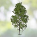 Aussie Willow Tree Cuttings, Salix spp, 10 Unrooted Live Plant Starter, Green & Yellow Leaves, Fast Growing, Bare Root Planting Material