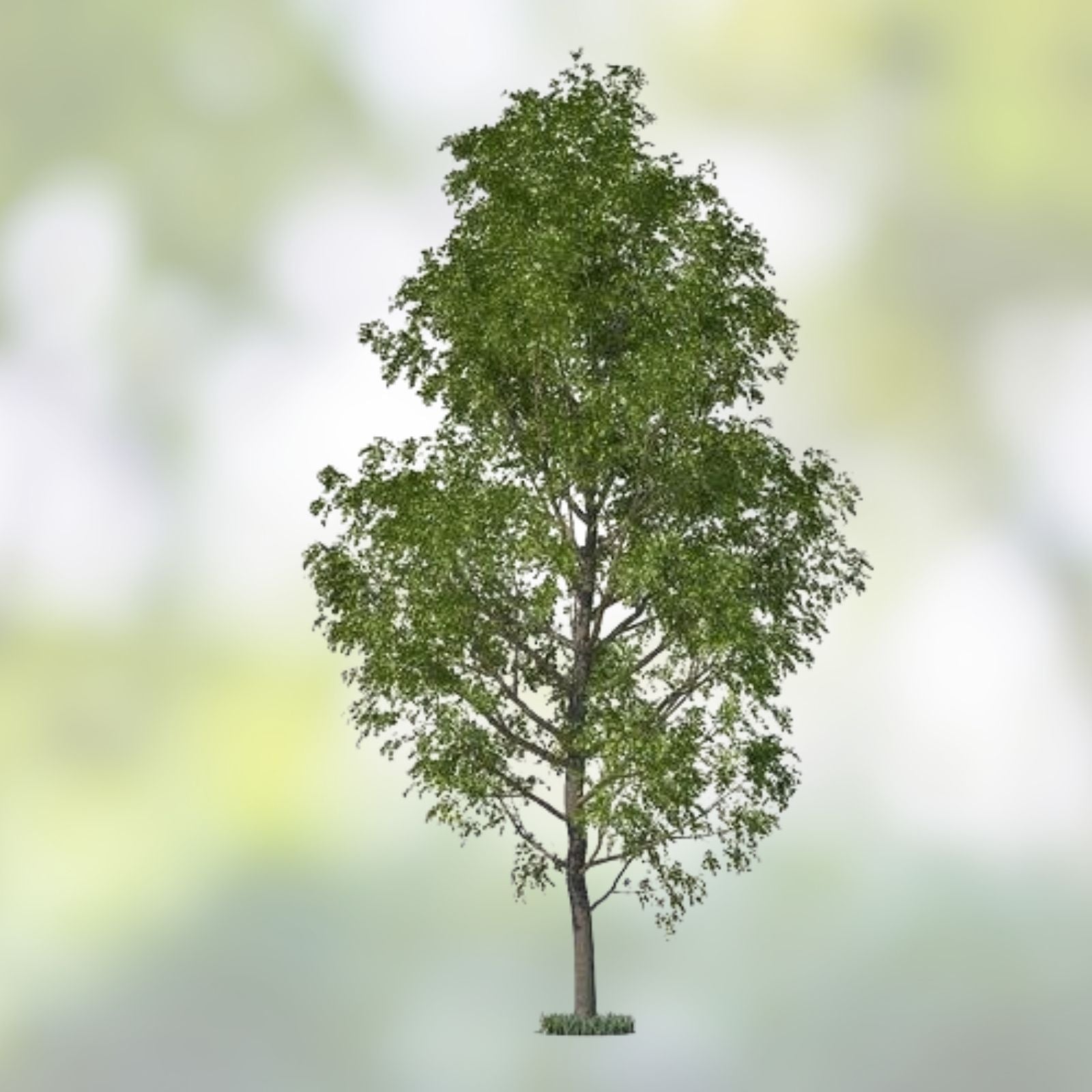 Aussie Willow Tree Cuttings, Salix spp, 10 Unrooted Live Plant Starter, Green & Yellow Leaves, Fast Growing, Bare Root Planting Material