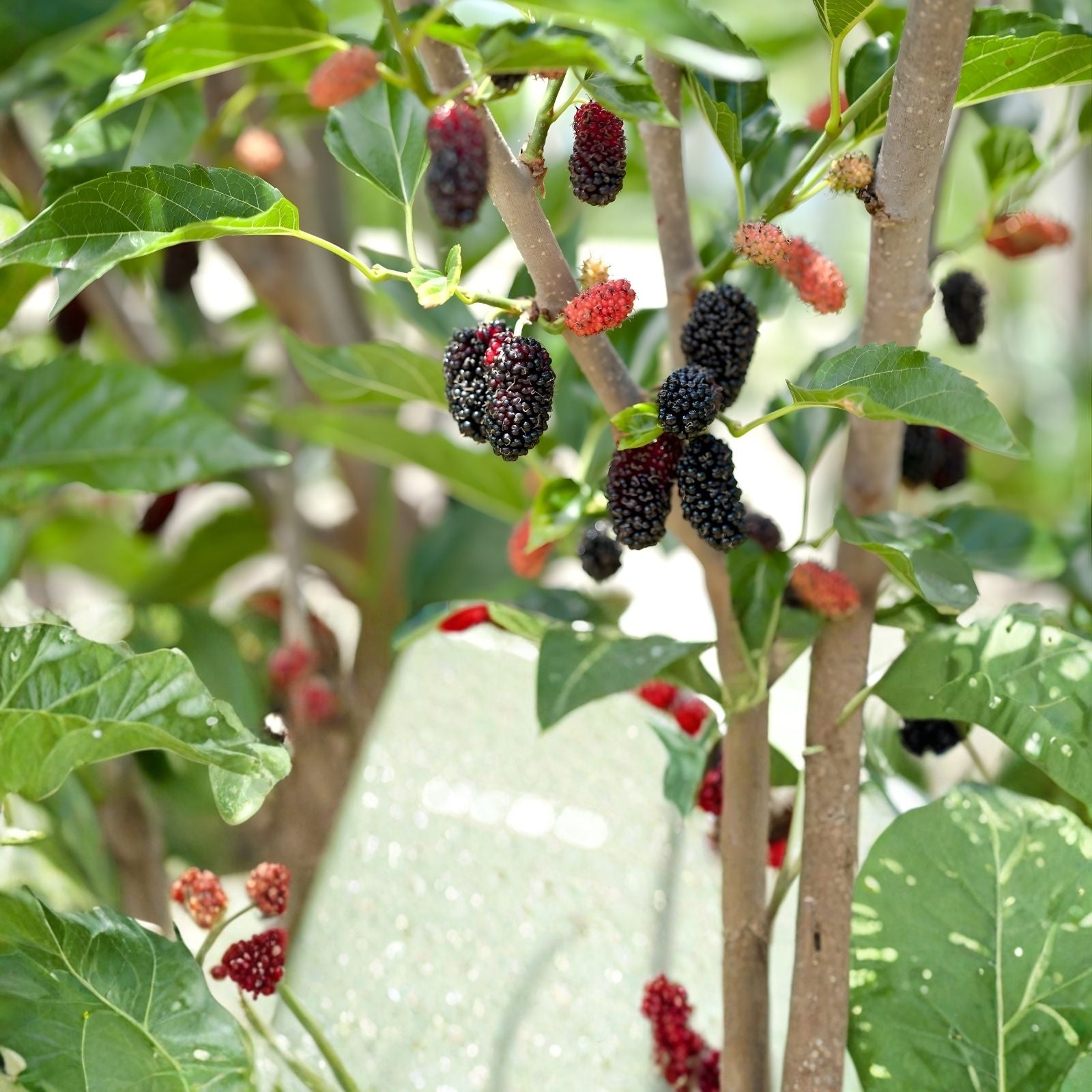 Pakistan Mulberry Cuttings Morus alba Organic Live Plant Grafting Starter Bare Root 10x