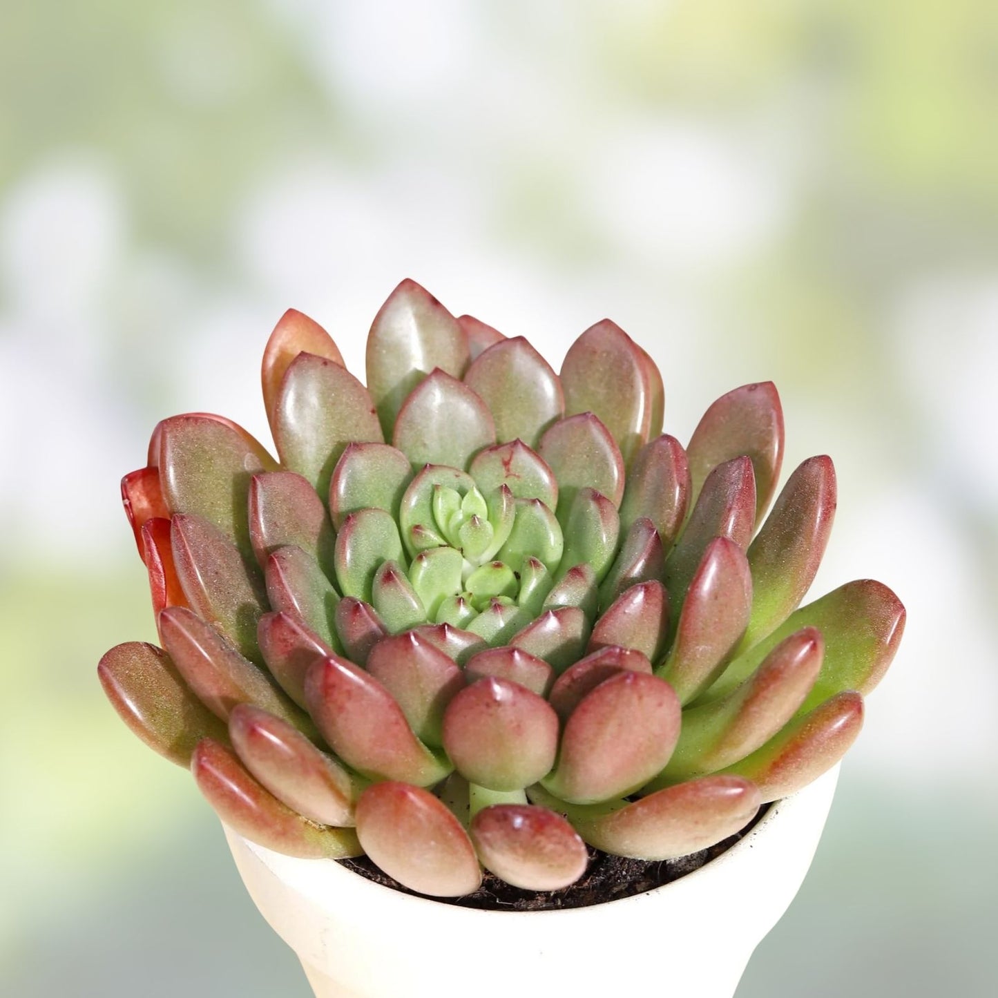 Graptoveria Fred Ives Succulent Plant 2-Inch, Indoor Houseplant, Low Maintenance, Decorative Cactus, Gift, Starter Plant