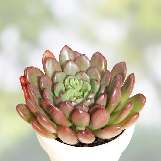 Graptoveria Fred Ives Succulent Plant 2-Inch, Indoor Houseplant, Low Maintenance, Decorative Cactus, Gift, Starter Plant