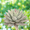 Agave Neomexicana Live Rooted Plant | Drought Tolerant Succulent | Desert Plant | New Mexico Agave | Houseplant or Garden Plant