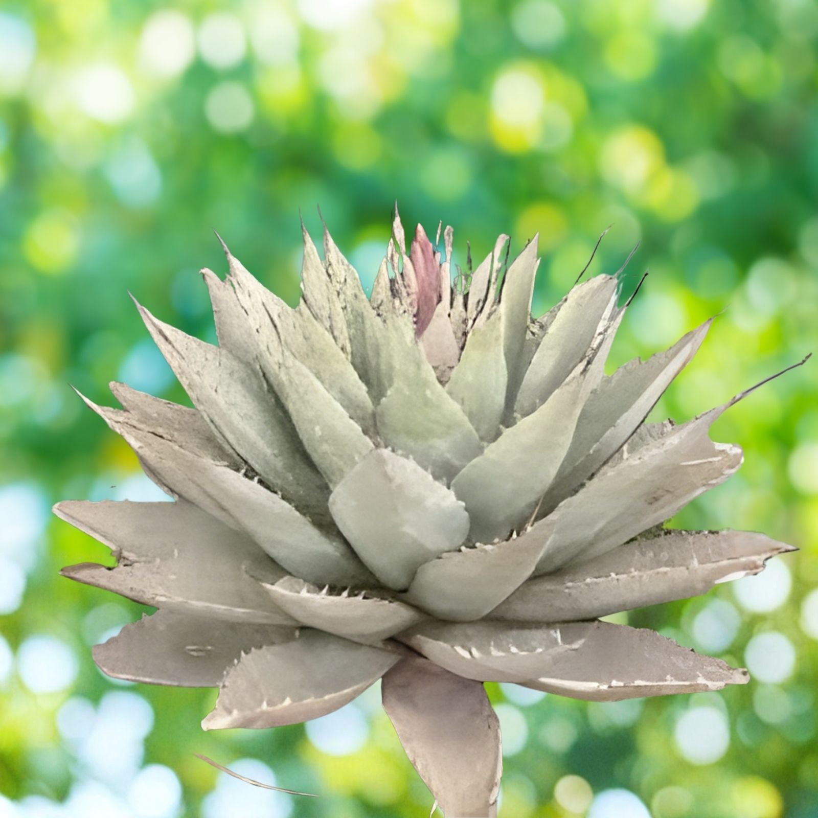 Agave Neomexicana Live Rooted Plant | Drought Tolerant Succulent | Desert Plant | New Mexico Agave | Houseplant or Garden Plant