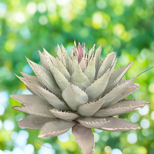 Agave Neomexicana Live Rooted Plant | Drought Tolerant Succulent | Desert Plant | New Mexico Agave | Houseplant or Garden Plant