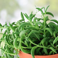 String of Bananas Succulent Cuttings - Senecio radicans - Unrooted Propagation Set - 6 Pieces - Houseplant, Live Plant, Starter Plant