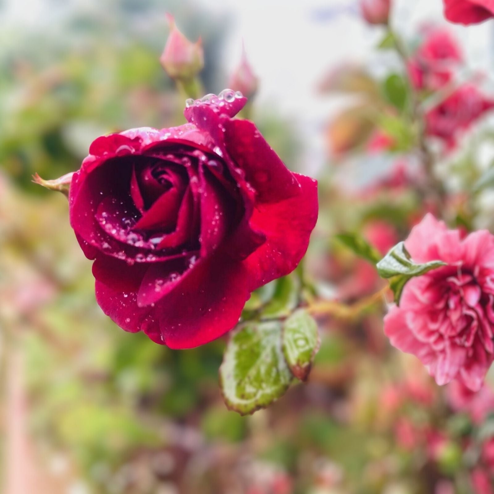 Dr. Huey Rose Plant Cuttings - Live Climbing Rose Shrub - Rosa 'Dr. Huey' - 8 Healthy Starter Cuttings
