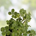 Cuban Oregano Cuttings 10 Unrooted Plants Vicks Vapor Plant Aromatic Herb for Cooking & Health