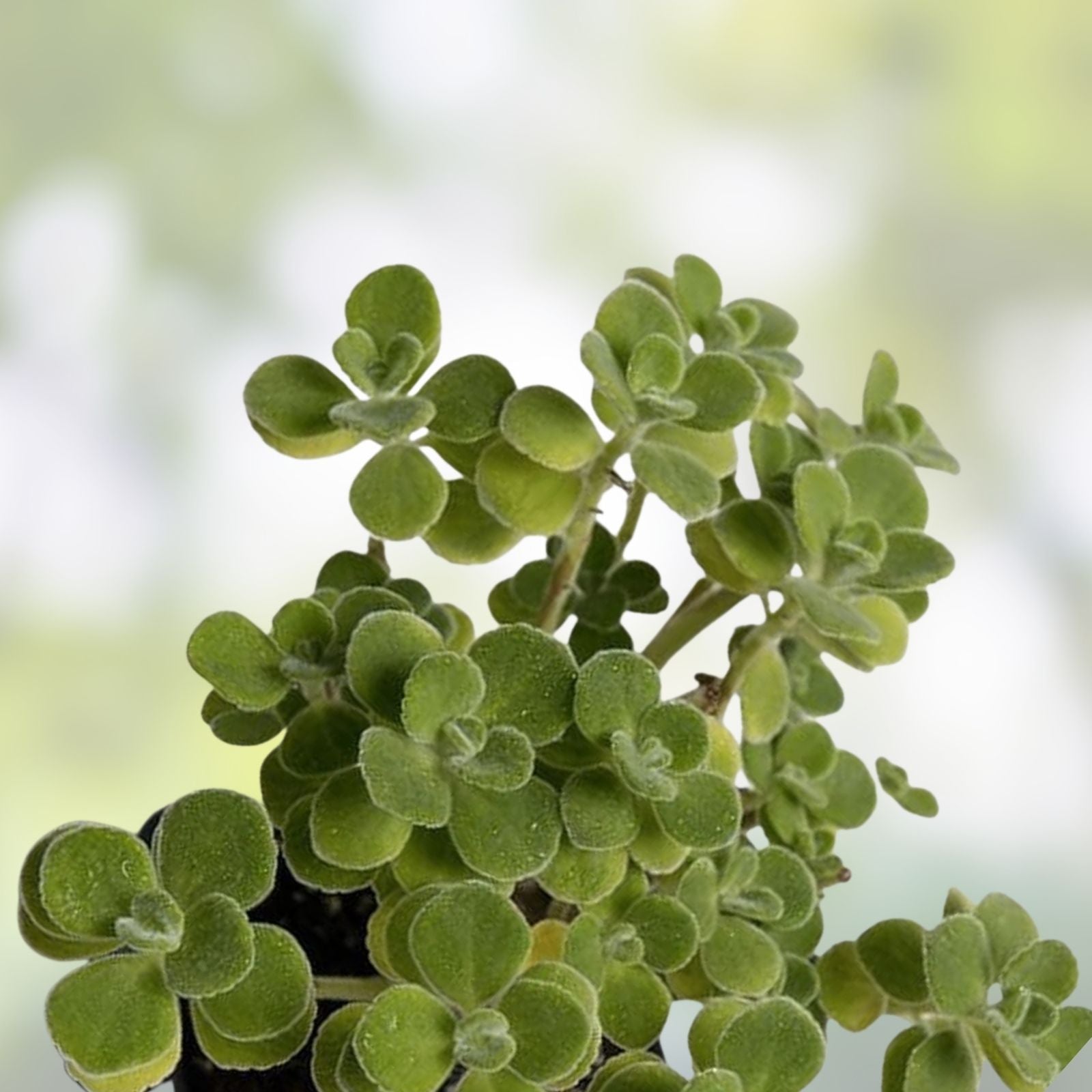 Cuban Oregano Cuttings 10 Unrooted Plants Vicks Vapor Plant Aromatic Herb for Cooking & Health