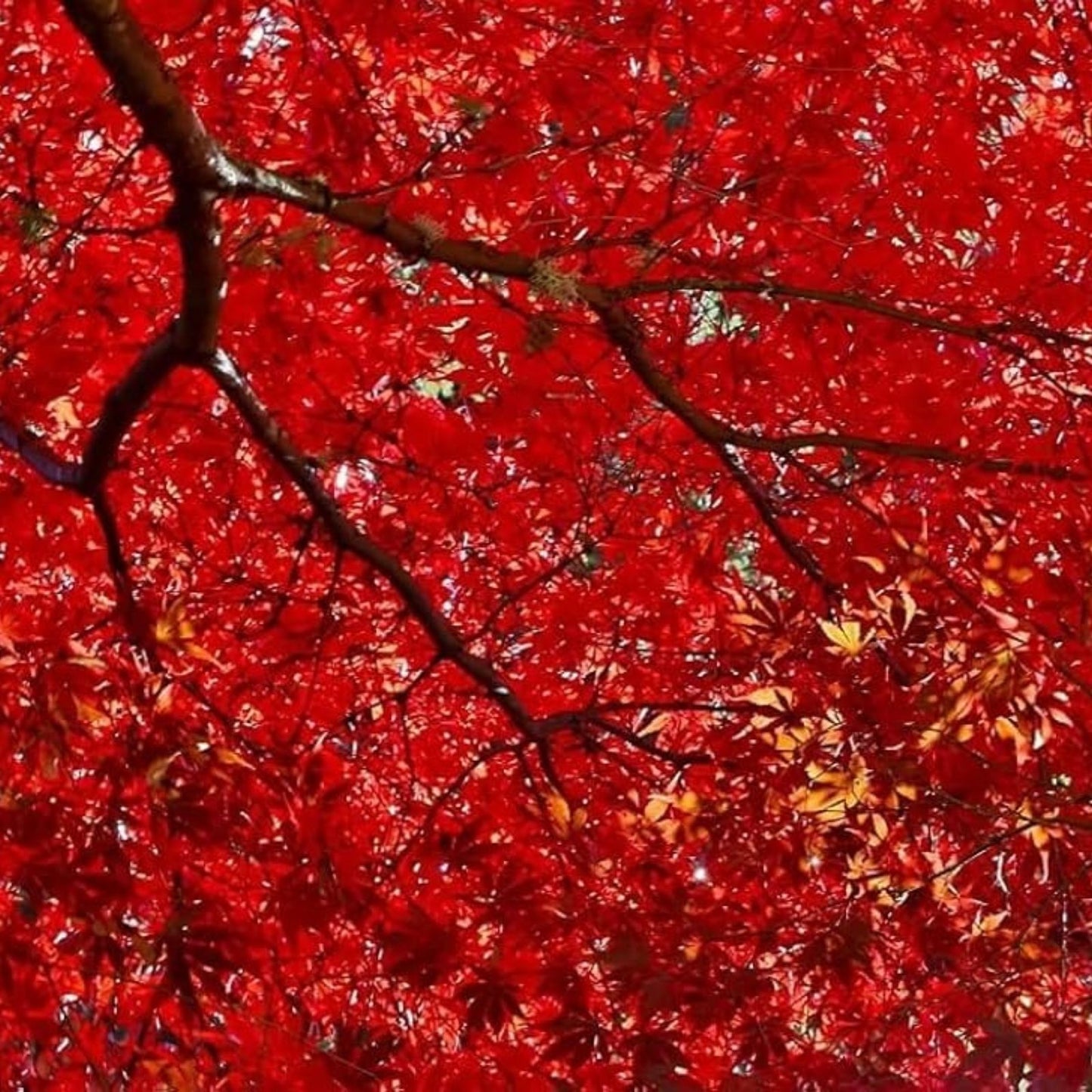 Red Maple Seeds Acer rubrum Live Plant Bare Root for Gardening Landscaping Outdoor Tree Starter 50+