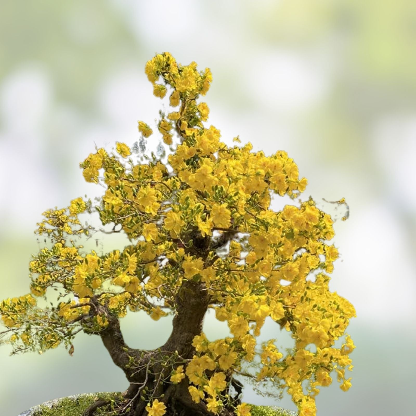 Apricot Bonsai Tree Seeds – 3 Large Prunus armeniaca Seeds with Yellow Flowers – Fruit Tree Gardening Supplies