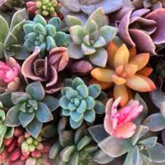 Mini Succulent Cuttings 20 Varieties Live Plants 1-3 Inches for Plant Decor Gardening Gifts Houseplants