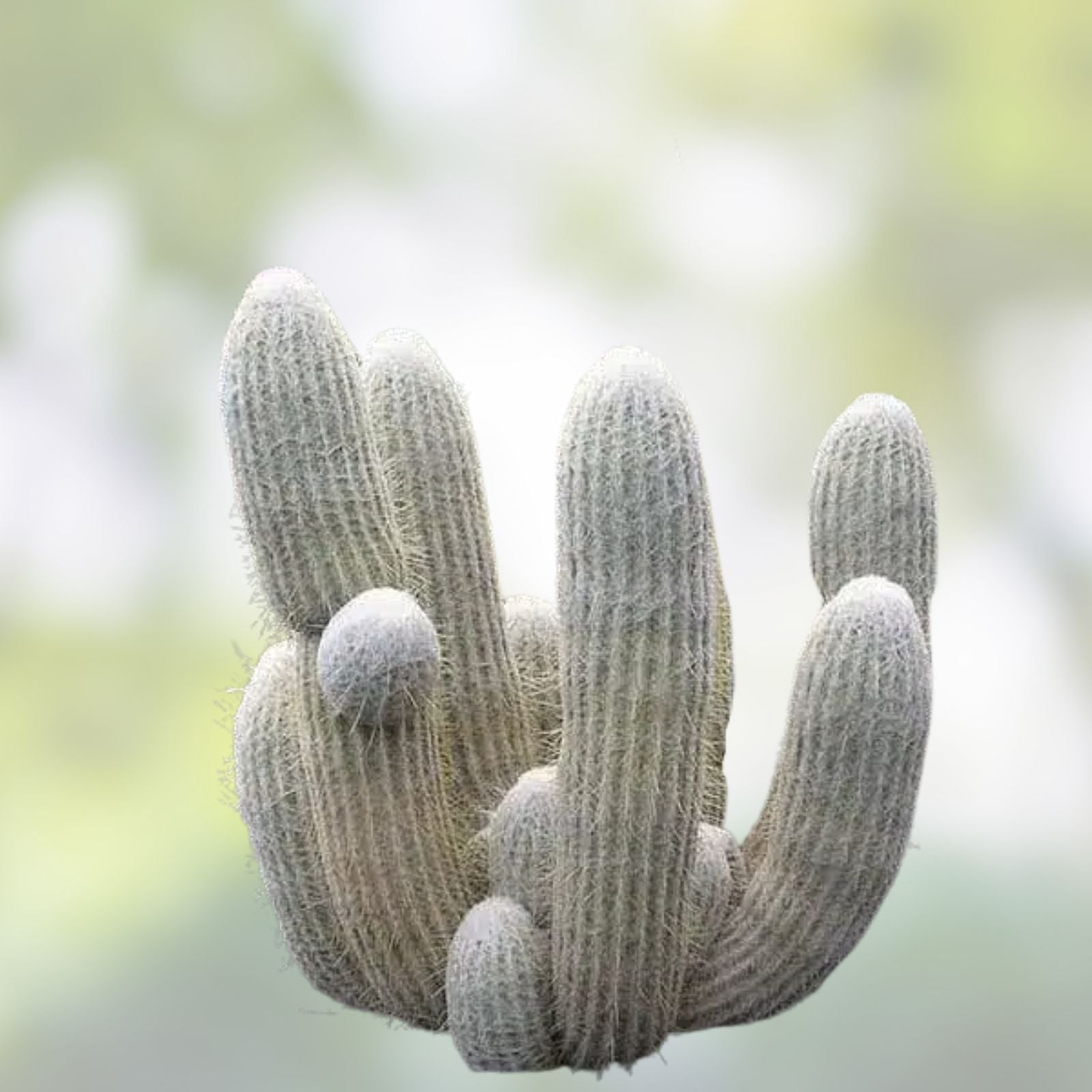 Espostoa lanata Old Man of the Mountain Cactus 5.5" Pot Live Plant, Woolly White Spines, Desert Succulent, Collector's Cactus