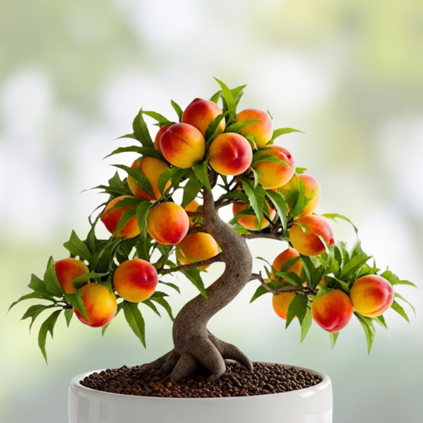 Peach Bonsai Tree Seeds - 4 Large Fruit Bearing Seeds - Prunus persica - USA Grown - Fresh Stock