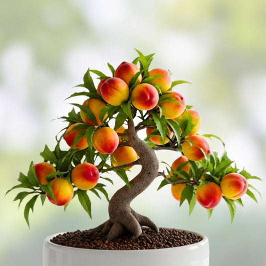Peach Bonsai Tree Seeds - 4 Large Fruit Bearing Seeds - Prunus persica - USA Grown - Fresh Stock