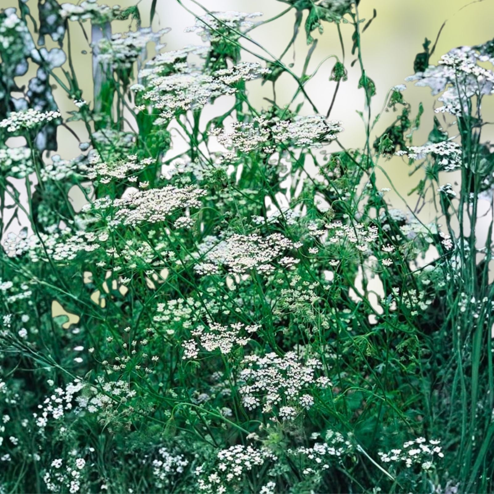 Anise Seeds 1000+ Heirloom Herb & Spice Starter Plant, Pimpinella anisum, Aromatic Culinary Herb, Live Plant, Cutting, Bare Root