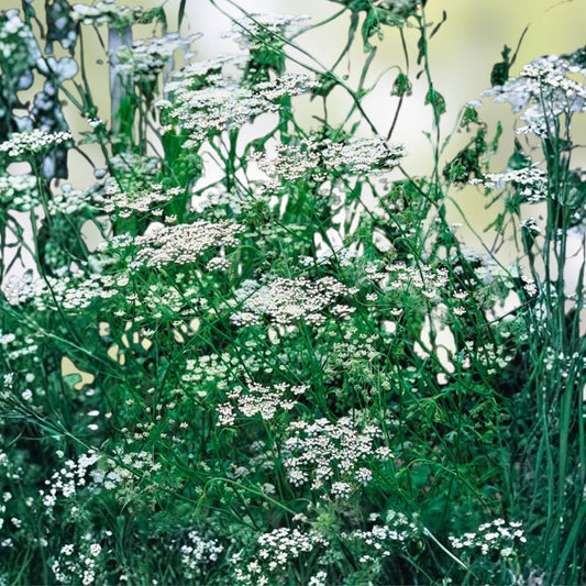 Anise Seeds 1000+ Heirloom Herb & Spice Starter Plant, Pimpinella anisum, Aromatic Culinary Herb, Live Plant, Cutting, Bare Root