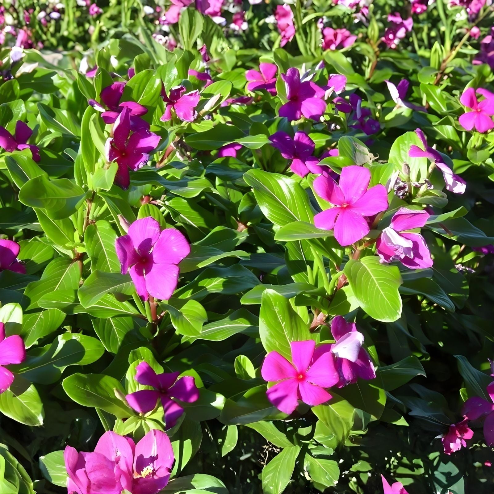 Vinca Seeds 500 Count Hotlik Purple Eye Catharanthus roseus Flower Seeds Live Plant Cutting Bare Root Starter Plant