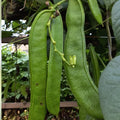 Wonder Bean Seeds 10 Pack GIANT Jack/Sword Canavalia ensiformis Live Plant Cutting Bare Root Starter Plant Non-GMO USA Free Shipping
