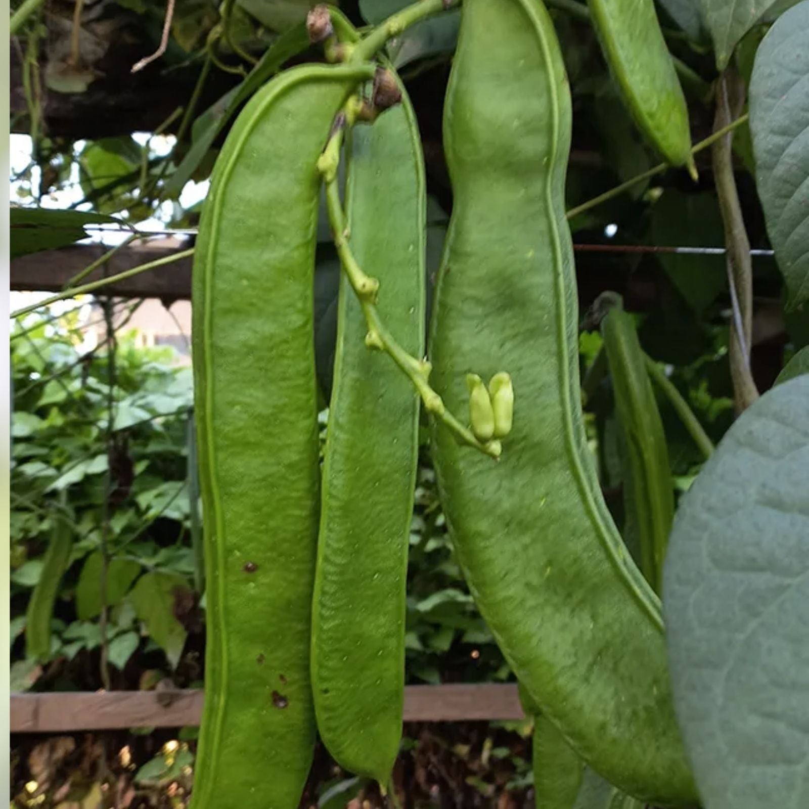 Wonder Bean Seeds 10 Pack GIANT Jack/Sword Canavalia ensiformis Live Plant Cutting Bare Root Starter Plant Non-GMO USA Free Shipping