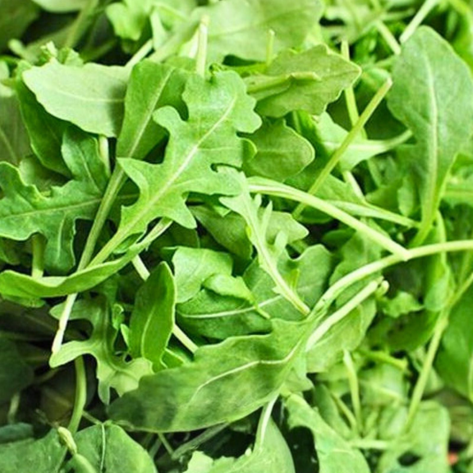 Arugula Seeds 500+ Heirloom Non-GMO Roquette Greens Salad Garden Eruca sativa Live Plant Cutting
