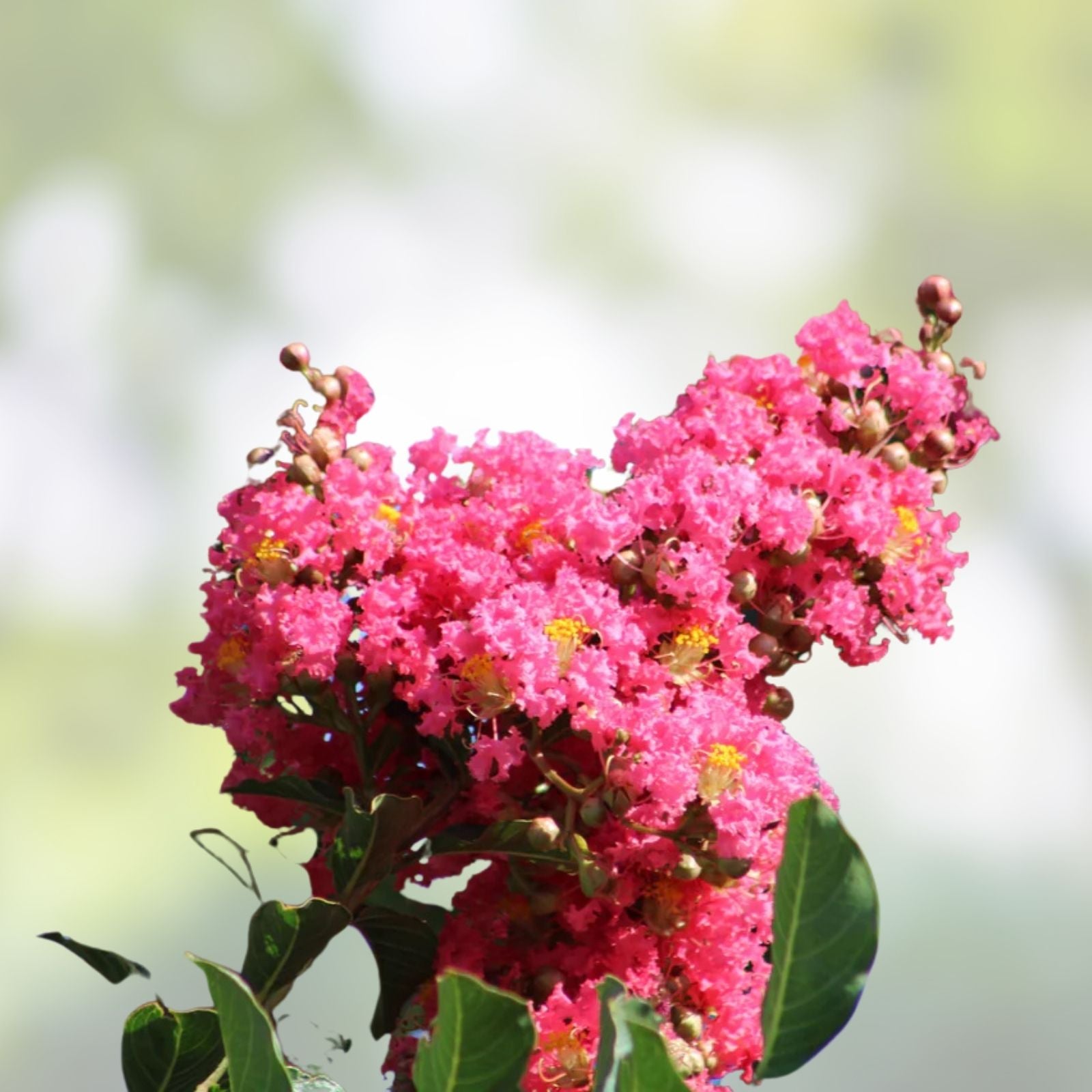 Dark Pink Crepe Myrtle Cuttings Lagerstroemia indica 6-inch Live Plant Perennial Broadleaf Evergreen