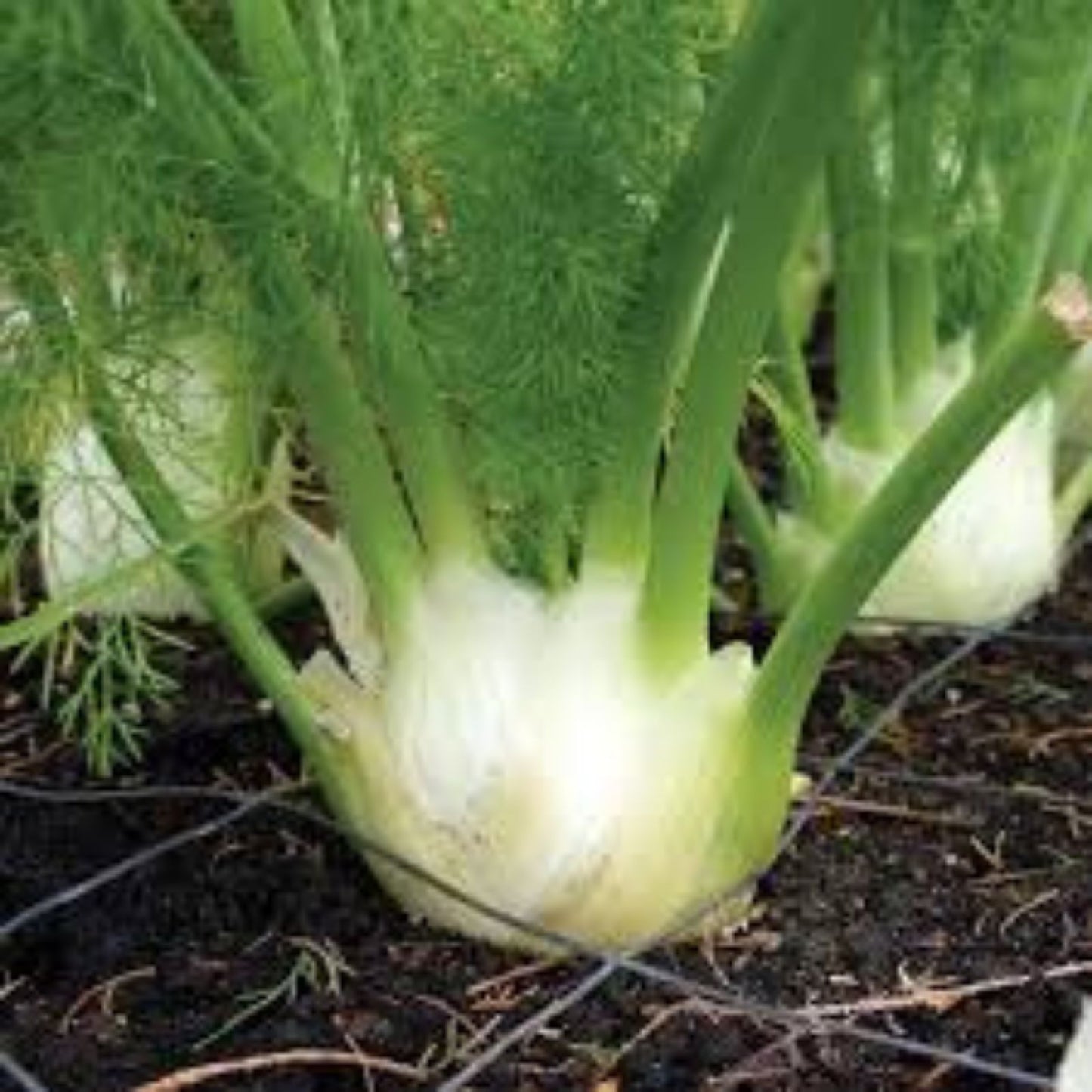 Heirloom Florence Fennel Seeds Organic Non-GMO Foeniculum vulgare var. dulce 50+ Starter Plant Cutting Houseplant