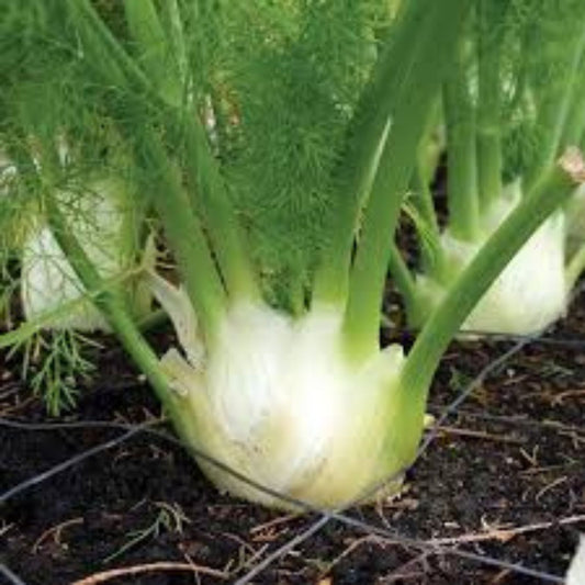 Heirloom Florence Fennel Seeds Organic Non-GMO Foeniculum vulgare var. dulce 50+ Starter Plant Cutting Houseplant