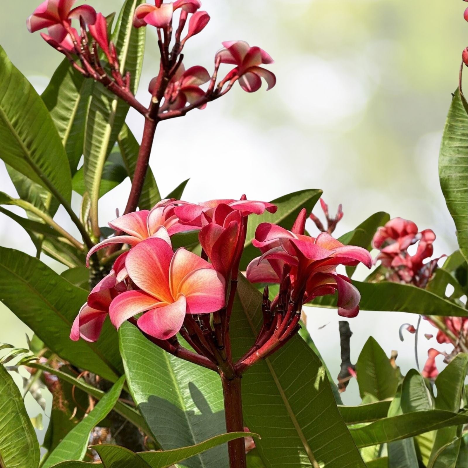 Pink Plumeria Cutting 10 Inch Unrooted Starter Plant Frangipani Variety Live Houseplant
