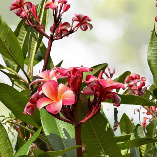 Pink Plumeria Cutting 10 Inch Unrooted Starter Plant Frangipani Variety Live Houseplant