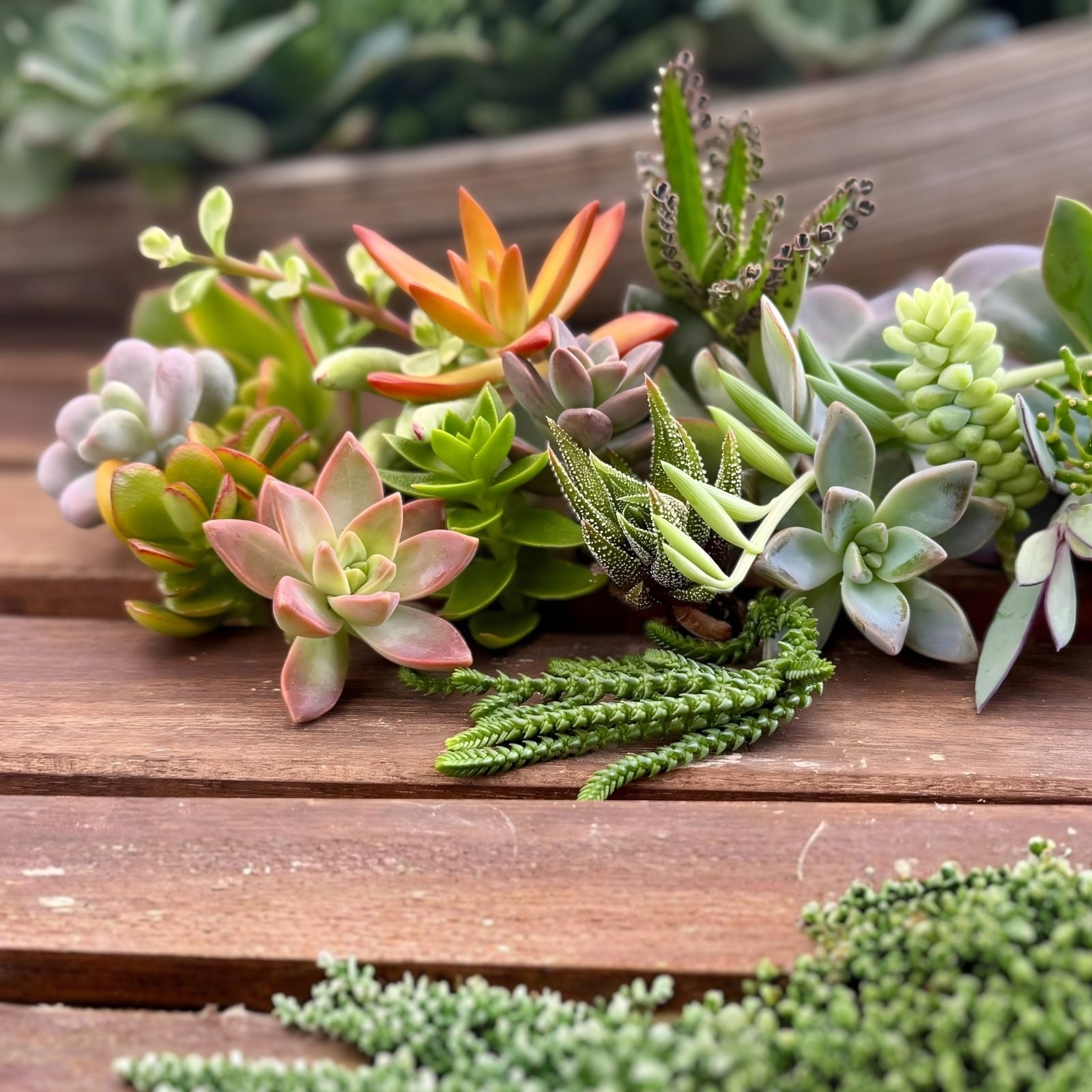 20 Assorted Succulent Cuttings Echeveria Sedum Live Plants for DIY Home Decor