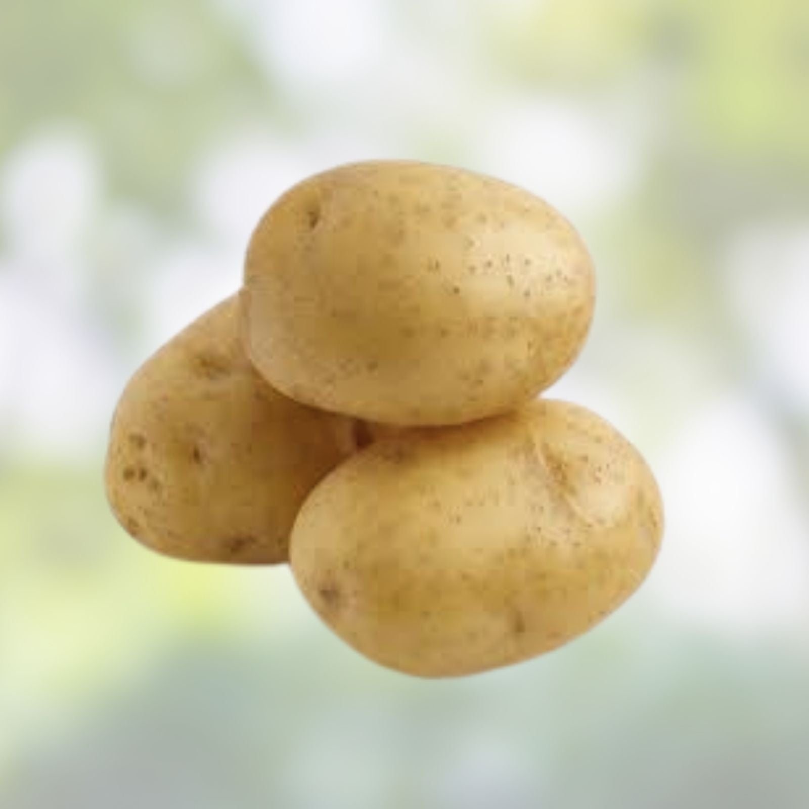Yukon Gold Seed Potatoes 1 lb Organic Certified for Planting, Solanum tuberosum, Early Maturity, Gourmet Quality
