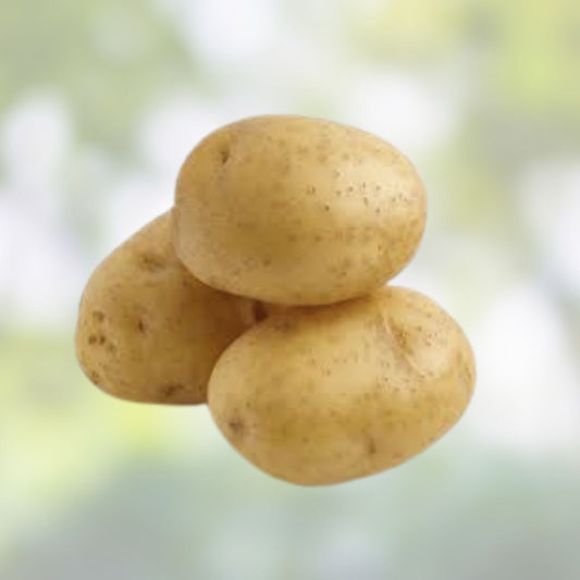 Yukon Gold Seed Potatoes 1 lb Organic Certified for Planting, Solanum tuberosum, Early Maturity, Gourmet Quality
