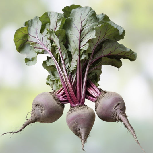 Mammoth Red Mangel Beet Seeds 50 Pack | Beta vulgaris Root Vegetables, Garden Starter, Live Plant, Cutting, Bare Root