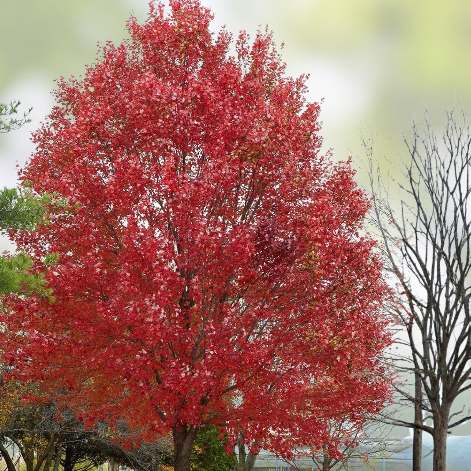 Red Maple Seeds Acer rubrum Fast Growing Tree Seeds for Gardens Landscaping Live Plant Starter 40+