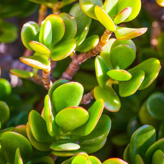 Jade Plant Cuttings, Crassula Ovata, Live Succulent Houseplant, Money Plant Starter, 3-5 Inches, New Harvest Quality