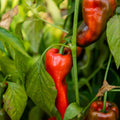 Anaheim Pepper Seeds 500 Count Heirloom Mildly Spicy Non-GMO Capsicum annuum Vegetable Seeds for Garden, Grow Your Own Peppers