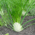 Fennel Seeds 500 Count Heirloom Florence Non-GMO Organic Culinary Herb Foeniculum vulgare var. dulce Live Plant or Seed