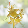 Aromi Azalea Starter Plant Frontier Gold Deciduous Rhododendron Garden Shrub Flowering Ornamental Plant