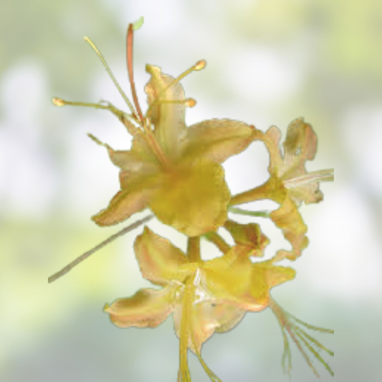 Aromi Azalea Starter Plant Frontier Gold Deciduous Rhododendron Garden Shrub Flowering Ornamental Plant
