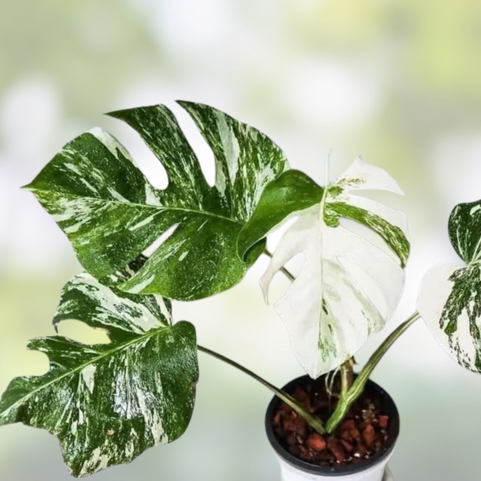 Rooted Variegated Monstera Albo Borsigiana Plant - Rare Tropical Houseplant, Monstera Deliciosa Albo - bloomhavennursery
