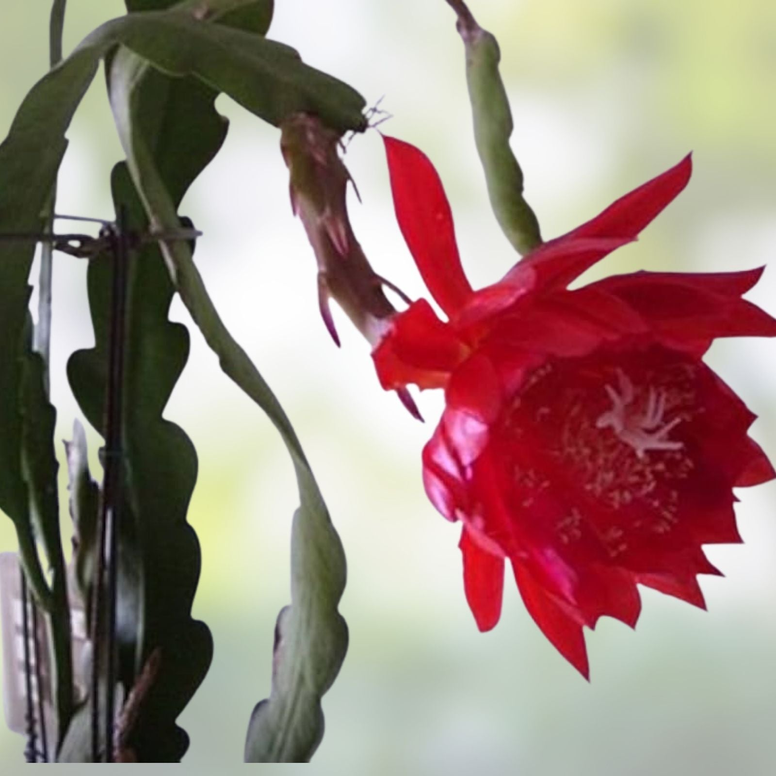 Epiphyllum Lothario Orchid Cactus Cutting Rare Indoor Houseplant Live Plant Starter