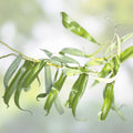Corkscrew Willow Tree Cuttings 10 Pack, Salix matsudana 'Tortuosa', Curly Leaves & Branches, Live Plant, Bare Root, Starter Tree