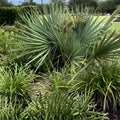 Dwarf Palmetto Palms Live Plants 10-Pack | Sabal Minor Starter Trees for Gardens & Patios | Hardy Landscape Plants