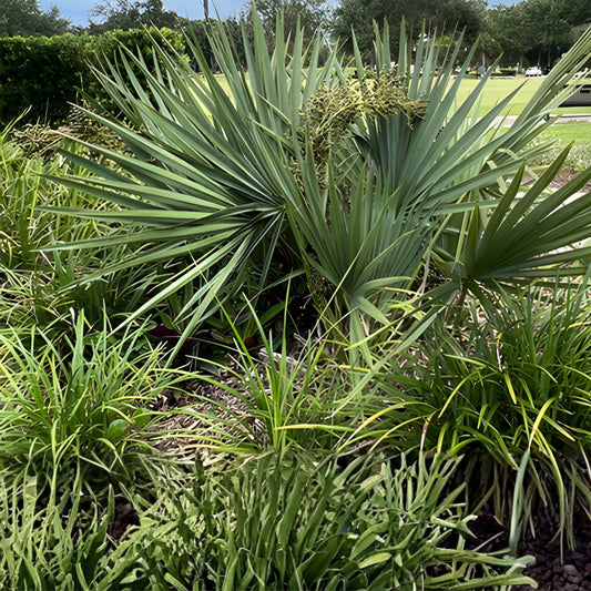 Dwarf Palmetto Palms Live Plants 10-Pack | Sabal Minor Starter Trees for Gardens & Patios | Hardy Landscape Plants