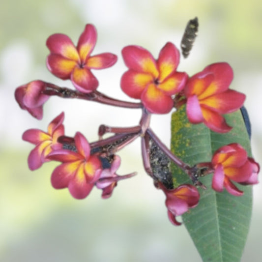 Jamaican Fire Plumeria Cutting - Fragrant Tropical Flowering Plant - Plumeria rubra - Live Starter Plant or Bare Root