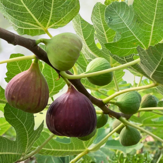 Brunswick Fig Cuttings 5 Pieces with Willow Water for Rooting Ficus carica Fruit Tree Propagation Live Plant