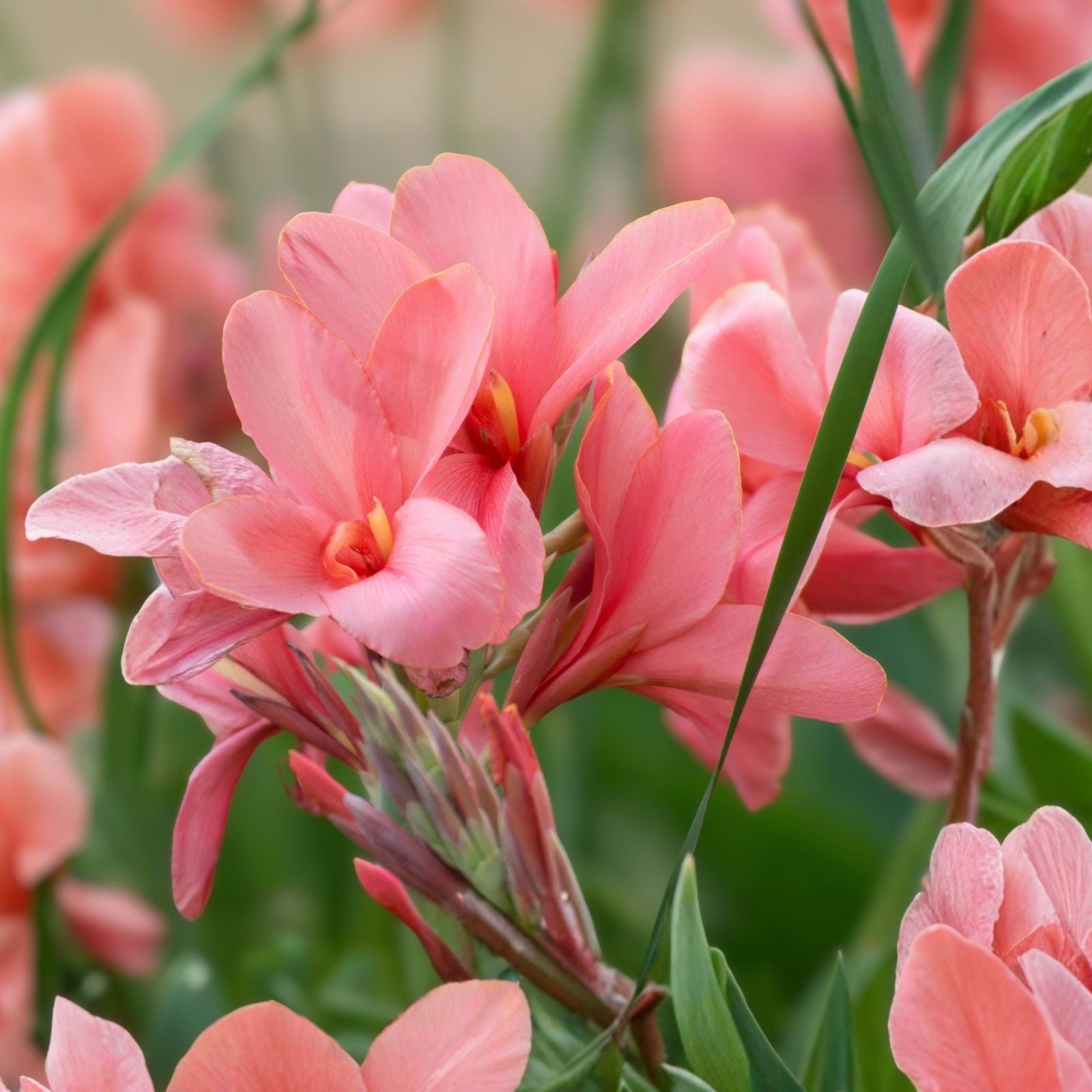 Coral Salmon Pink Canna Lily Bulb Live Plant Canna indica City of Portland Starter Plant