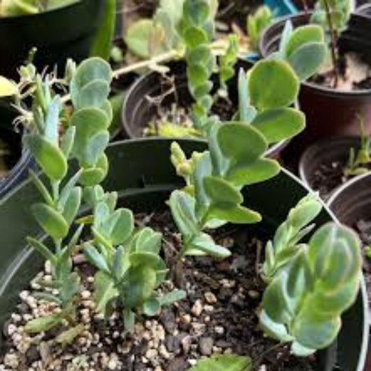 Kalanchoe marnieriana Cutting 4-6" Unrooted Succulent Propagation Houseplant Lavender - Easy to Grow